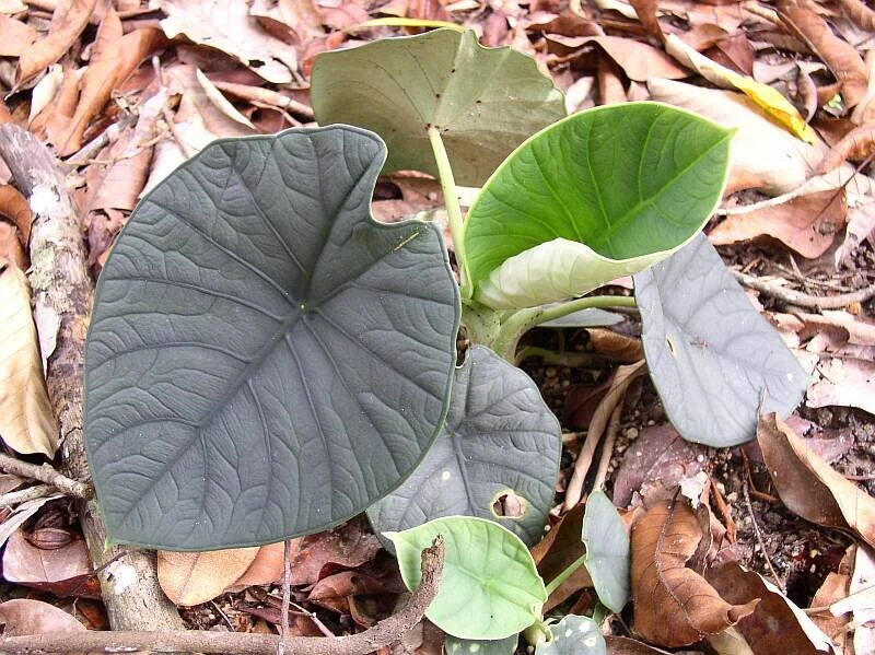 あ*ん様 MS164 10株セット Alocasia chaii アロカシア チ ALOCASIA CHAII — Aroidpedia
